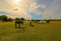 New Forest ponies